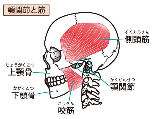 顎周囲の筋肉